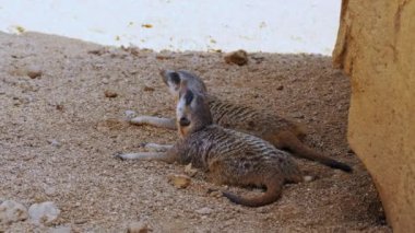 Bir çift uyarı mirketi kumlu zeminde uzanır, onların ihtiyatlı bakışları sakin ve doğal ortama bir merak hissi katar.