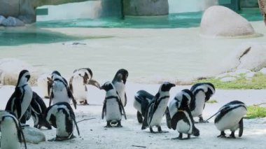 Afrika penguenleri, doğal kayalar ve yumuşak gün ışığı altında soluk yansımalarla çevrili sakin bir su kütlesinin yanında toplanırlar.