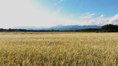 Bereketli, altın bir buğday tarlasının geniş manzarası, uzak barışçıl sıradağlarla tezat oluşturan, mavi bir yaz gökyüzüne doğru uzanıyor, huzurlu ve doğal bir manzara sunuyor.