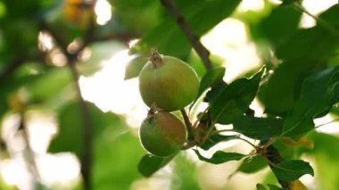 Genç yeşil elmalar yemyeşil bir ağaç dalından sarkan, taze yaprakların arasından süzülen sıcak güneş ışığıyla aydınlatılan, yaz başında büyümenin ve verimliliğin özünü yakalayan.