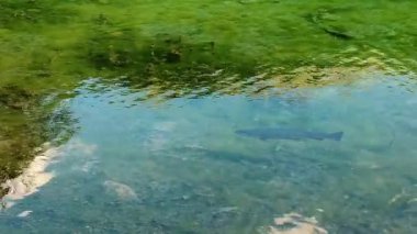 Berrak, yemyeşil sularda yüzen tek bir balığın bulunduğu sakin bir tatlı su manzarası doğal bir su ortamının sakinliğini ve güzelliğini yansıtıyor.