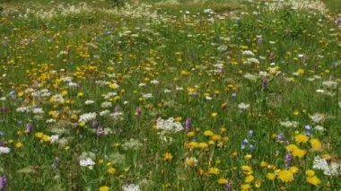 Rengarenk kır çiçekleriyle dolu bereketli bir bahar çayırı mevsimlik çiçeklerin güzelliğini ve çeşitliliğini gözler önüne seriyor.