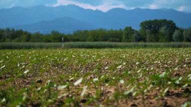 Canlı yeşil soya bitkileri iyi korunan bir tarım alanında gelişerek, büyümenin ilk aşamalarını ve sürdürülebilir tarım uygulamalarını güneşli, doğal bir ortamda sergiliyor.