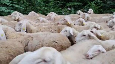 Beyaz koyunlar sık sık yeşil bir korulukta dolaşırken, tipik bir pastoral manzarayı betimleyerek tarımsal ya da doğa temaları için mükemmel bir şekilde paketlenmişlerdir.