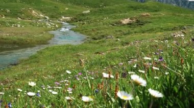 Güneşli bir gökyüzünün altındaki gür kır çiçekleriyle dolu yemyeşil bir çayırda kıvrılan pırıl pırıl, berrak bir dereden oluşan sakin bir manzara.