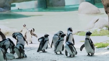 Canlı bir grup penguen, yeşil alanlarına serin bir zıtlık ekleyen, yeşil bir su zeminiyle çevreci hayvanat bahçesinde kendilerini eğlendiriyorlar.