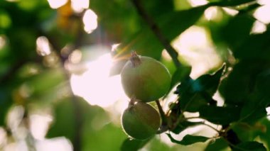 Canlı yeşil elmalar yemyeşil bir daldan sarkan, yaprakların arasından süzülen sıcak güneş ışığıyla yıkanan elmalar. Görüntü, doğal ortamda huzurlu bir yaz gelişimi hissi yakalıyor.