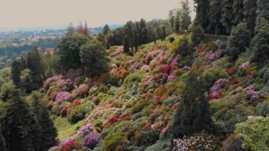 Çiçek açan bir tepenin panoramik görüntüsü, yoğun bir şekilde canlı rhododendronlar ve yemyeşil, uzak bir vadi ve kasabaya bakan. Duvar dekorasyonu ve doğa temalı tasarım projeleri için ideal