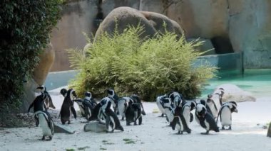 Afrika penguenleri, yeşil yapraklar ve doğal kayalarla çevrili sakin bir su havuzu ile bir araya gelirler.