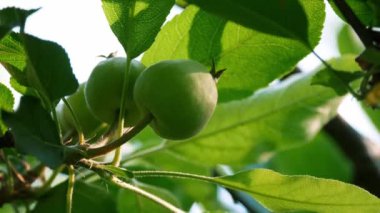 Bereketli yeşil yapraklar ve genç elmalar güneş ışığında güneşleniyorlar, canlı, doğal bir görünüş sunuyorlar tarım ve sağlıklı beslenme temaları için mükemmel