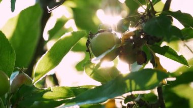 Gün ışığı bir elma bahçesindeki yaprakların arasından süzülür, yeşil elmalar ve yemyeşil yapraklar huzur içinde, sabahın erken saatlerinde