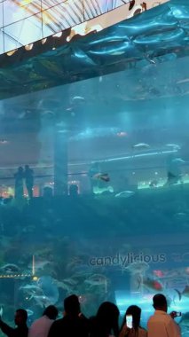 DUBAI, BİRLİK ARAB EMIRATES, BAE - 10 Mayıs 2017: Dubai AVM 'deki akvaryum - dünyanın en büyük alışveriş merkezi. İnsanlar güzel manzaranın tadını çıkarıyor...