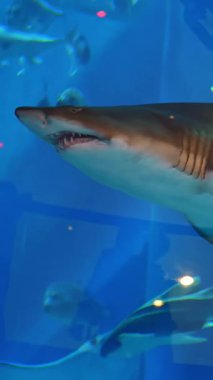 Dubai, BİRLİK ARAB EMIRATES, BAE - 10 Mayıs 2017: Dubai AVM 'deki akvaryum - Büyük dişli köpekbalığı camların arkasındaki akvaryumda yüzer, akvaryumda balık tutar.