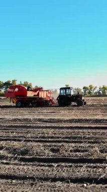 Tarım tarlasında taze organik patates hasat etmek. Bir traktörle, kırmızı renkli patates hasatçısıyla birlikte patatesleri özel bir konteynıra yerleştiriyor. Sonbaharın başı
