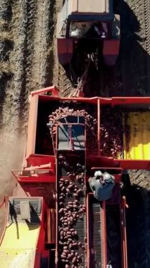 Tarım tarlasında taze organik patates hasat etmek. Bir traktörle, kırmızı renkli patates hasatçısıyla birlikte patatesleri özel bir konteynıra yerleştiriyor. Sonbaharın başı