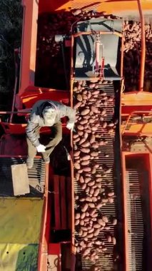 Tarım tarlasında taze organik patates hasat etmek. Bir traktörle, kırmızı renkli patates hasatçısıyla birlikte patatesleri özel bir konteynıra yerleştiriyor. Sonbaharın başı