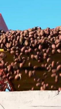 Patates hasatçısı nakliye için patatesleri kamyona boşaltır..