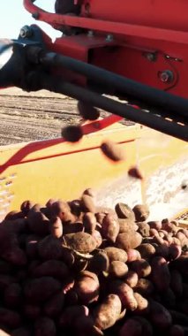 Kırmızı renkli patates hasatçısı, kazar ve patatesleri özel konteynıra yerleştirir..