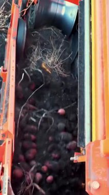 Kırmızı renkli patates hasatçısı, kazar ve patatesleri özel konteynıra yerleştirir..