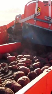 yakın çekim. Kırmızı renkli patates hasat, kazılar ve konveyör özel kapsayıcı için patates yerleştirir. Çiftlik makineleri Hasat taze organik patates tarım alanı. erken sonbahar.