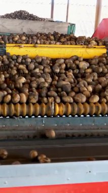 Patatesler konveyör bandına boşaltılır, sıralama için..