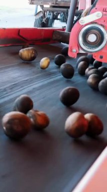 Özel patates Çiftliği'nde sıralama işlemi mekanize. patates, sıralama konveyör bant, bellekten kaldırılan sonra ambalajları için ahşap kutuları koymak. Tarımsal üretim sektörü.