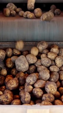 Patatesler özel mekanize taşıma bandından ambalaj için tahta kutuya yükleniyor.