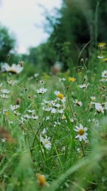 Papatya alan, çiçekli papatya, sahip çim yaz