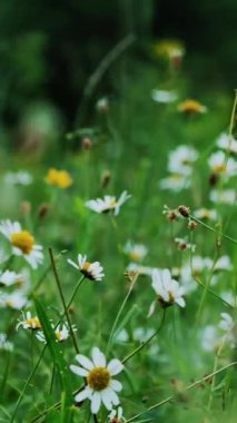 Papatya alan, çiçekli papatya, sahip çim yaz