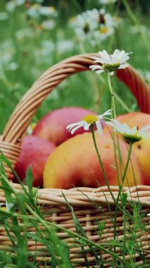 yakın çekim. Bir çiçekli papatya alan çim ortasında bir sepet içinde güzel kırmızı elmalar