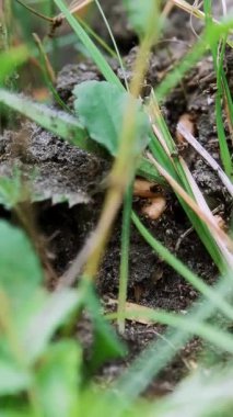 Karınca çim. Karıncalar bir sürü çalıştıran yere, yumurta, yavrularını kaydetme. Yok edilen karınca yuvası.