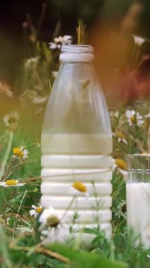 Papatyalar arasında çim bir şişe süt ve süt stand. yakın çekim.