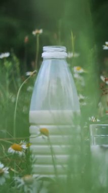 Papatyalar arasında çim bir şişe süt ve süt stand. yakın çekim.