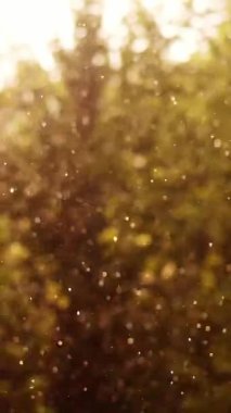 güneşli günde fırtına, güçlü rüzgar ve yağmur ile dolu olduğunu. odak yağmur damlaları, onlar güneş altın ile parlaklık. Her şey ışık ile sular altında olduğunu. ağaçlar sarı kısımları rüzgarda sway