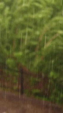 bahar günü, şehir, güçlü rüzgar ve yağmur, dolu ile şiddetli bir yağmur fırtına. büyük şehir parkı yeşil kısımları ağaçlar bend gelen güçlü rüzgarlar, yağmur damlaları odaklanmak