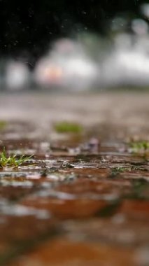 Yükselen Yeşillik ile Çakıl Taşı Yolu 'na Sağanak Yağış - Atmosferik Hava Yakalayıcı