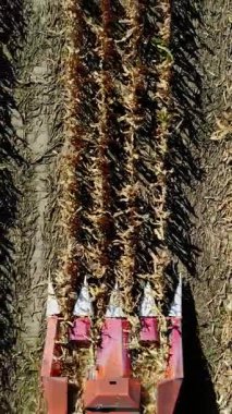 Sonbaharın başında mısır tarlasını hasat eden hasat makinesini birleştirin. Yapraklardan ve saplardan taze mısır koçanları filtreleyen büyük kırmızı traktör. Havadan üst görünüm.
