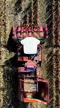 Sonbaharın başında mısır tarlasını hasat eden hasat makinesini birleştirin. Yapraklardan ve saplardan taze mısır koçanları filtreleyen büyük kırmızı traktör. Havadan üst görünüm.