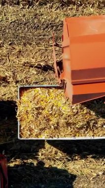 Mısır hasadı. Hasat makinesini hasattan sonra bir kamyona taze mısır koçanı döken karavanla birleştir. Hava Tarım