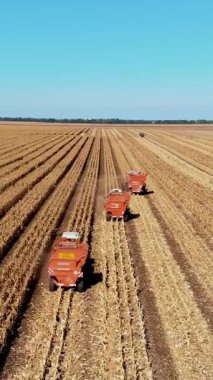 Sonbaharın başlarında mısır tarlası hasat eden üç büyük kırmızı biçme makinesi. Traktörler yapraklardan ve saplardan taze mısır koçanları süzüyor. Hava Tarım