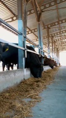 İnek sıraları, büyük siyah safkan, üreyen boğalar saman yer. Tarım çiftliği ya da çiftlik. Büyük bir ahır, ahır..