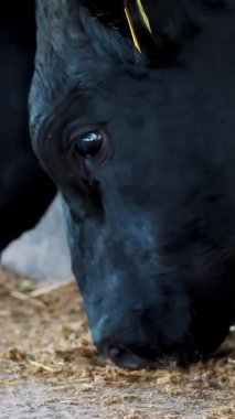 Genç boğa saman çiğner. İnek sıraları, büyük siyah safkan, üreyen boğalar saman yer. tarım çiftliği ya da çiftlik. Büyük bir ahır, ahır..