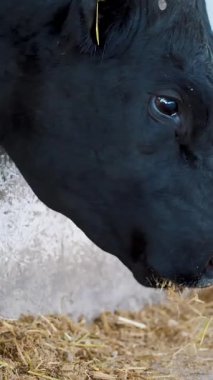 Genç boğa saman çiğner. İnek sıraları, büyük siyah safkan, üreyen boğalar saman yer. tarım çiftliği ya da çiftlik. Büyük bir ahır, ahır..