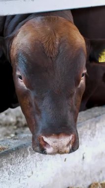 Tarım Hayvancılık çiftlik veya ahır. bir büyük cowshed, ahır. İnek, büyük siyah ve kahverengi safkan, damızlık boğa satırı yemek saman