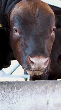 Tarım Hayvancılık çiftlik veya ahır. bir büyük cowshed, ahır. İnek, büyük siyah ve kahverengi safkan, damızlık boğa satırı yemek saman