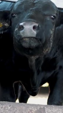 Genç siyah boğalar. Sinekler uçar. İnek sıraları, büyük siyah safkan, üreyen boğalar saman yer. tarım çiftliği ya da çiftlik. Büyük bir ahır, ahır..