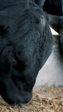 Genç boğa saman çiğner. İnek sıraları, büyük siyah safkan, üreyen boğalar saman yer. tarım çiftliği ya da çiftlik. Büyük bir ahır, ahır..