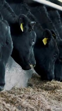 Tarım Hayvancılık çiftlik veya ahır. bir büyük cowshed, ahır. İnek, büyük siyah safkan, damızlık boğa satırı yemek saman