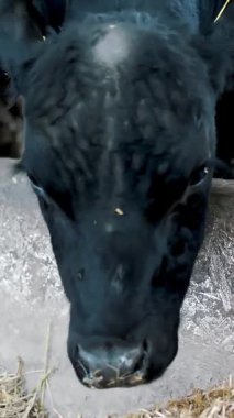 Genç boğa saman çiğner. İnek sıraları, büyük siyah safkan, üreyen boğalar saman yer. tarım çiftliği ya da çiftlik. Büyük bir ahır, ahır..