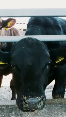 Genç boğa kameraya bakıyor, saman çiğniyor. Sinekler uçar. İnek sıraları, büyük siyah safkan, üreyen boğalar saman yer. tarım çiftliği ya da çiftlik. Büyük bir ahır, ahır..